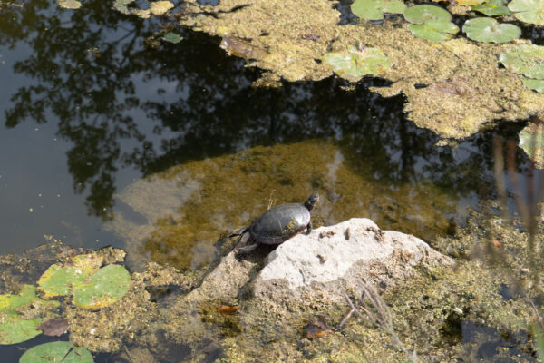 nature walk 2026-11