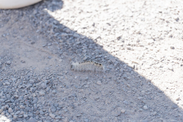 nature walk 2026-18