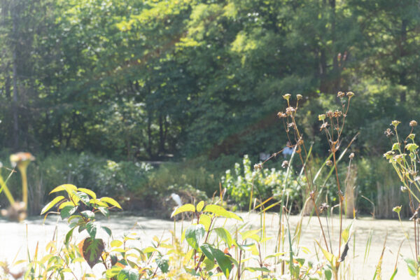 nature walk 2026-19