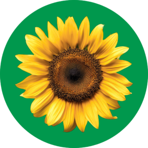 Example of sunflower sticker. A yellow bright sunflower in a light green circle.